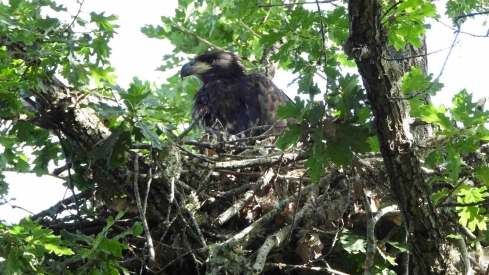  El pigargo europeo nacido en el norte de Castilla y León, en su nido | GREFA / ICAL