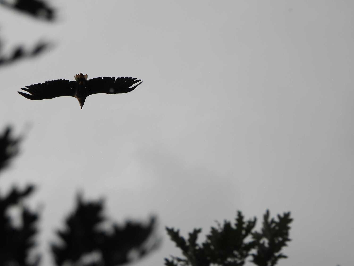 La hembra reproductora de pigargo sobrevuela la zona del nido | GREFA / ICAL