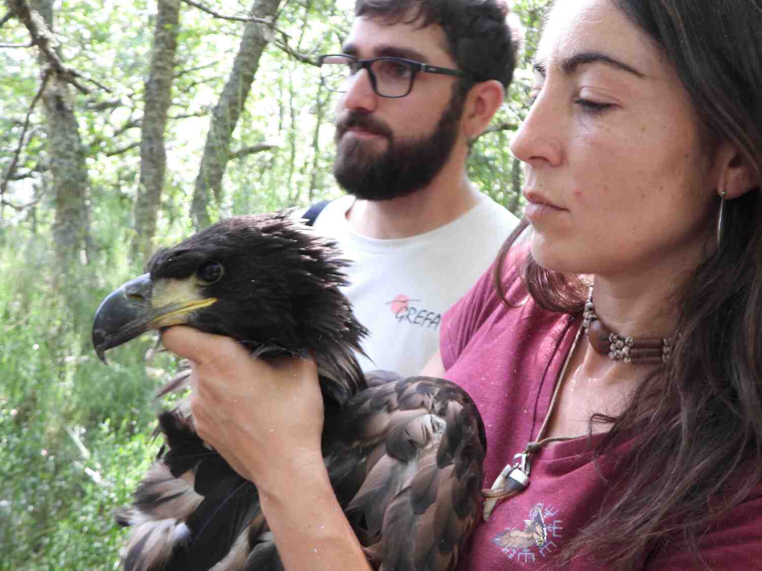 El pollo de pigargo europeo durante la colocación de un emisor GPS | GREFA / ICAL