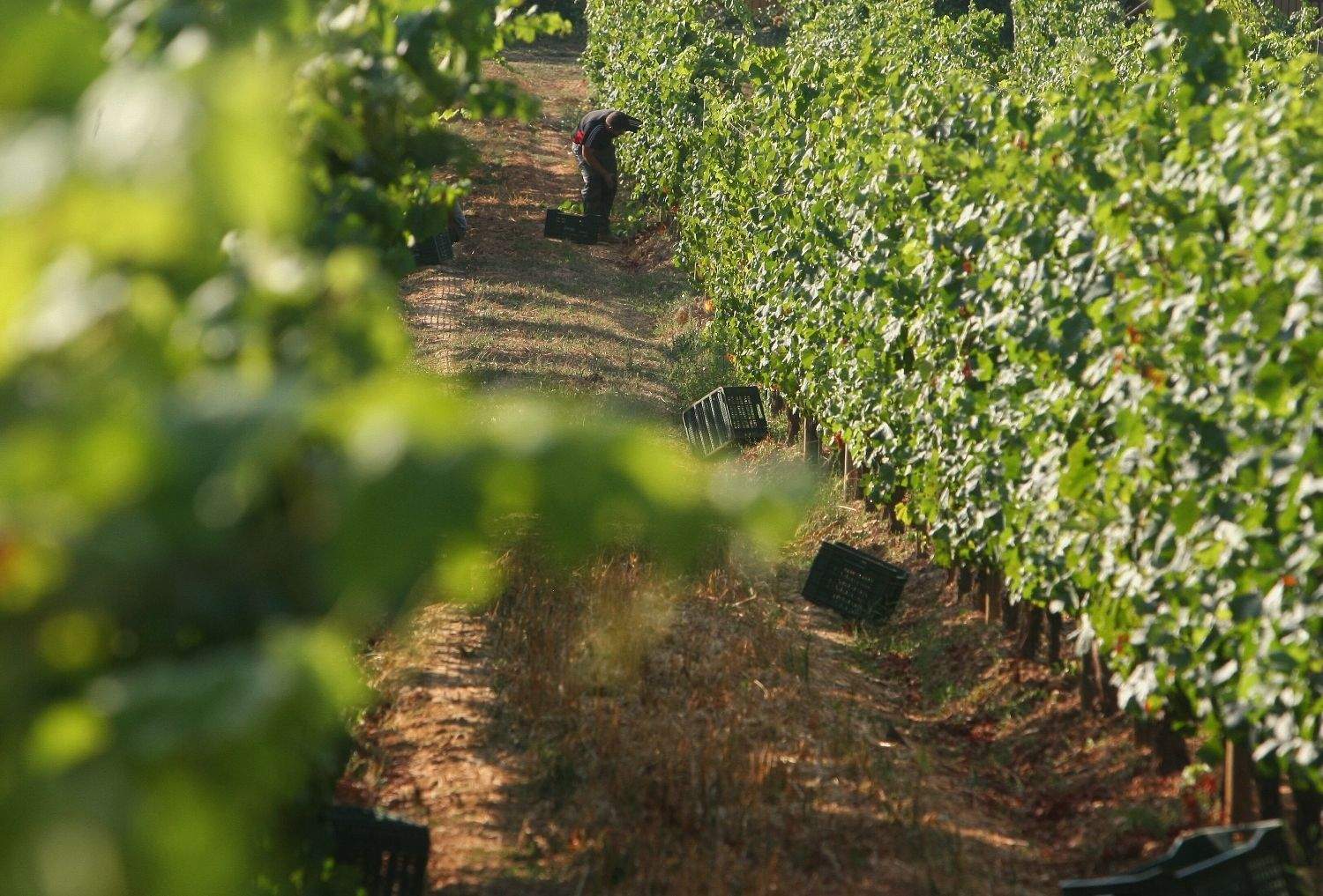 Vendimia en la provincia de León Vendimia en la provincia de León