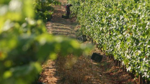 Vendimia en la provincia de León