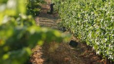 Vendimia en la provincia de León