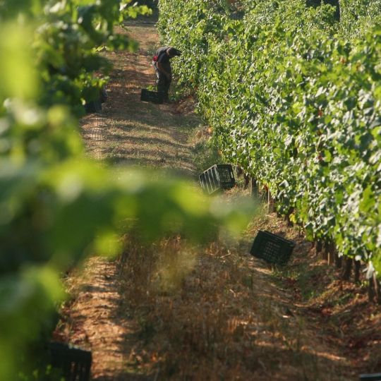 Vendimia en la provincia de León