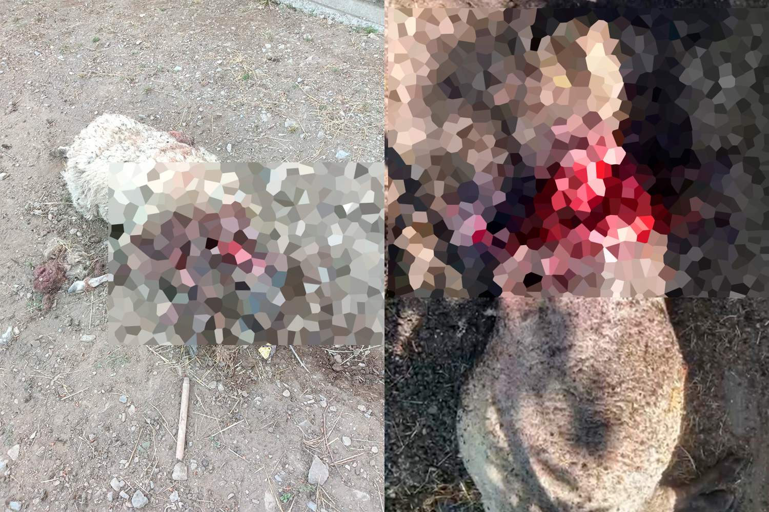 Ataque de oso a ovejas en Caboalles de Abajo. Cedida por la Asociación de Ganaderos de Laciana