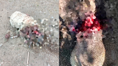 Ataque de oso a ovejas en Caboalles de Abajo. Cedida por la Asociación de Ganaderos de Laciana