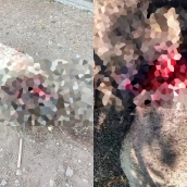 Ataque de oso a ovejas en Caboalles de Abajo. Cedida por la Asociación de Ganaderos de Laciana Ataque de oso a ovejas en Caboalles de Abajo. Cedida por la Asociación de Ganaderos de Laciana