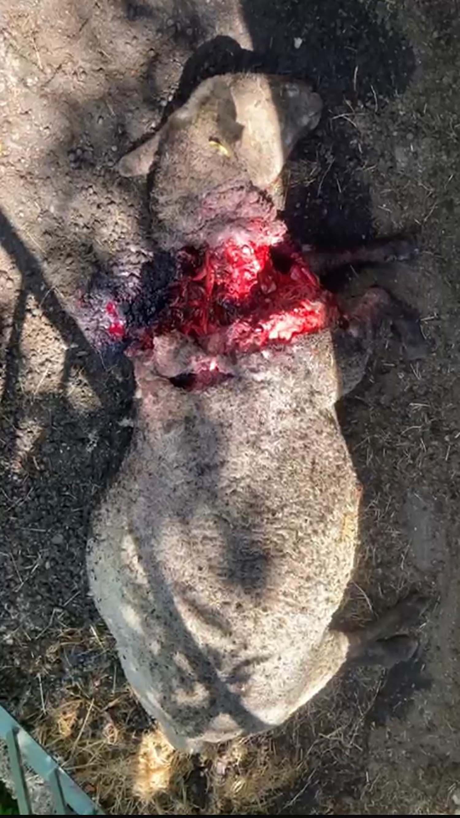 Oveja atacada por un oso en la zona de Caboalles de Abajo. Cedida por la Asociación de Ganaderos de Laciana