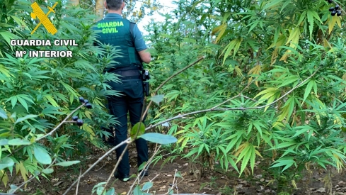 Desmantelan una plantación ilegal de marihuana en una finca oculta cerca de Antimio de Arriba (León)