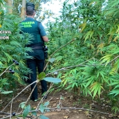 Desmantelan una plantación ilegal de marihuana en una finca oculta cerca de Antimio de Arriba (León)