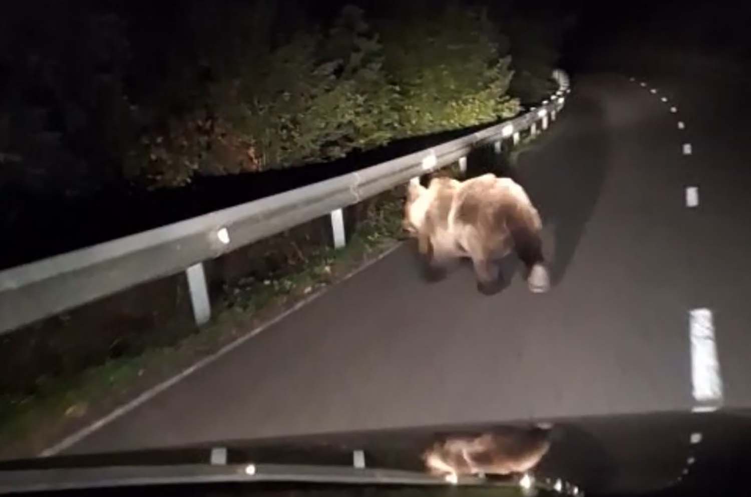 Oso pardo entre Boeza e Igueña