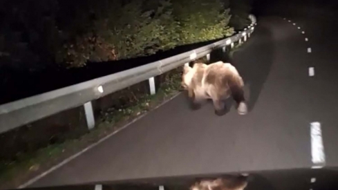 Oso pardo entre Boeza e Igueña