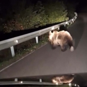 Oso pardo entre Boeza e Igueña