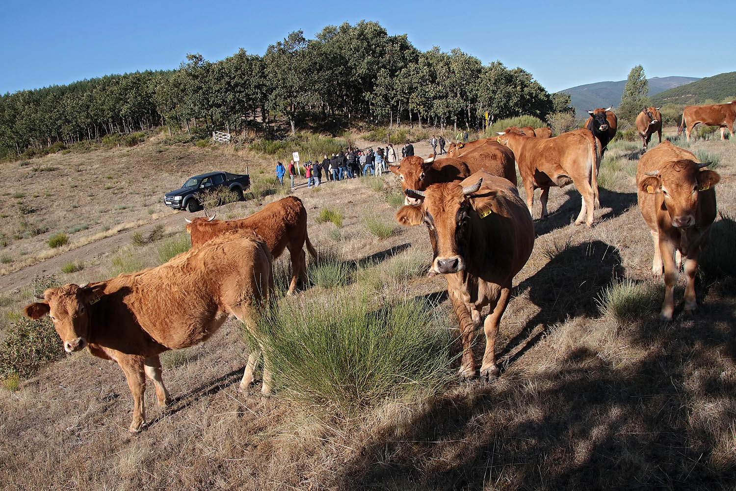 MINISTRO de agricultura een Tremor MINISTRO de agricultura een Tremor