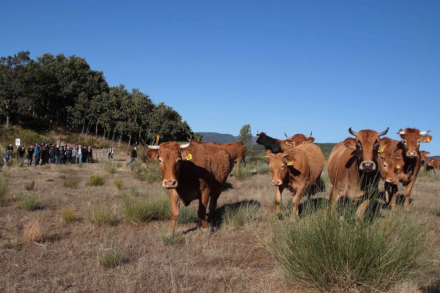 Ganado en Tremor de Arriba