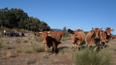 Ganado en Tremor de Arriba Ganado en Tremor de Arriba