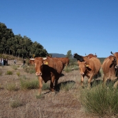 Ganado en Tremor de Arriba