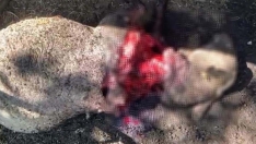 Ataque de un oso a una oveja en Caboalles de Abajo