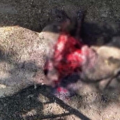 Ataque de un oso a una oveja en Caboalles de Abajo