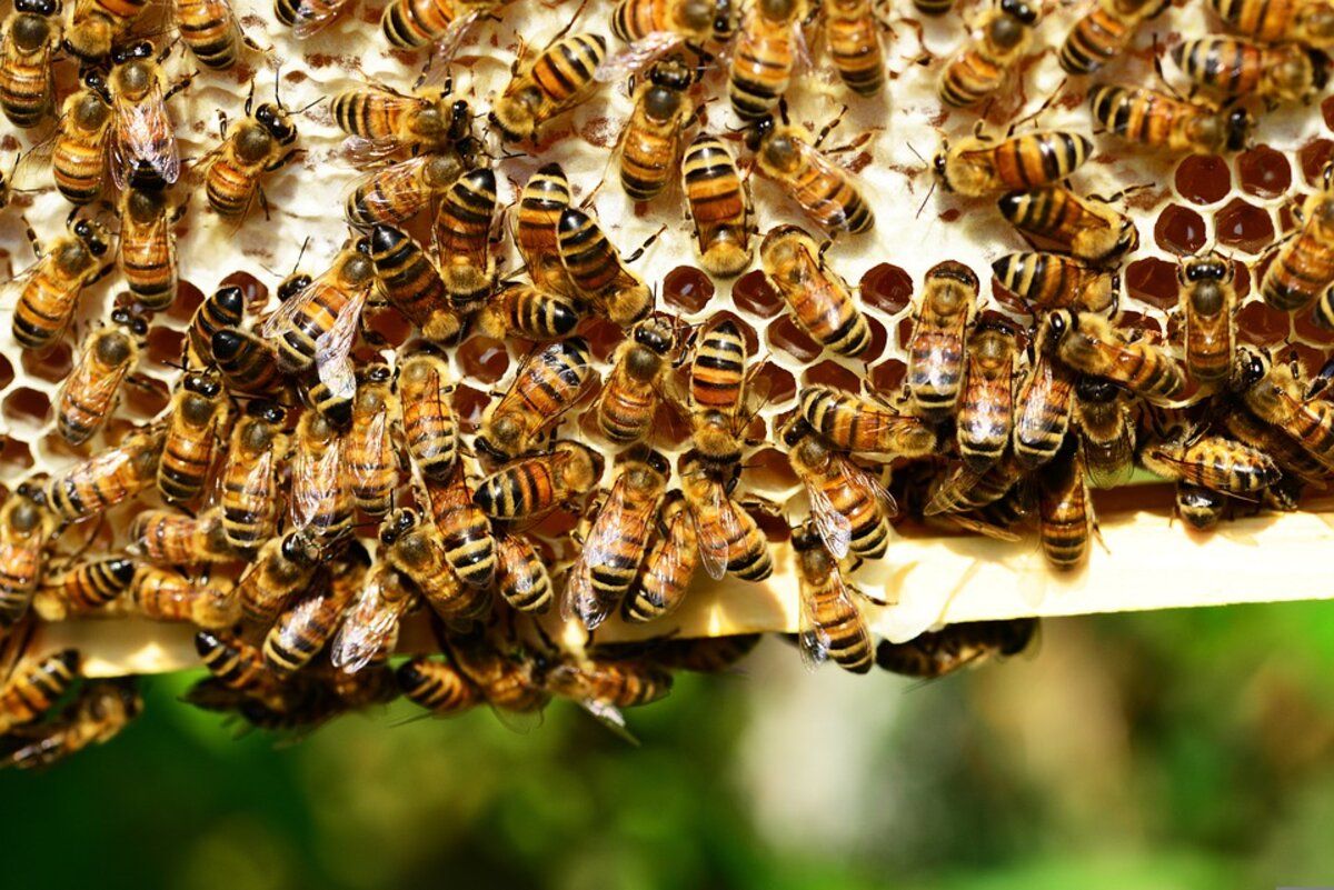 honey-bees-401238_960_720(1)
