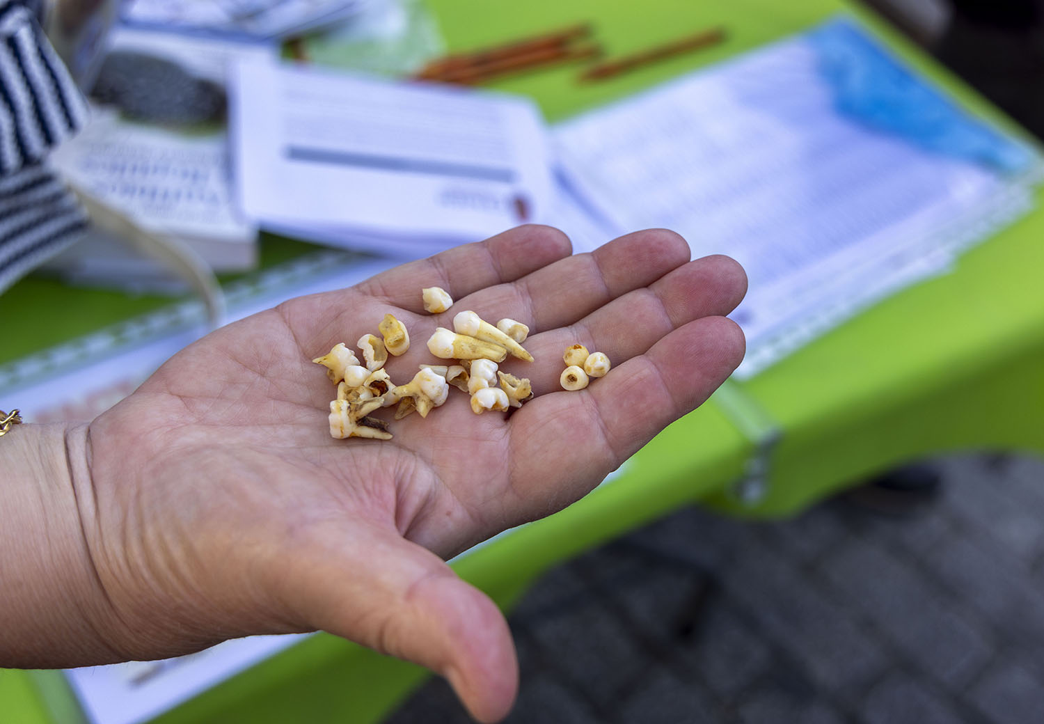 Susana Martín ICAL. Cuando el Ratón Pérez se convierte en científico, los dientes de leche de Salamanca ya hablan en los laboratorios.