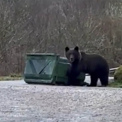 Un oso en Laciana buscando en un contenedor de basura