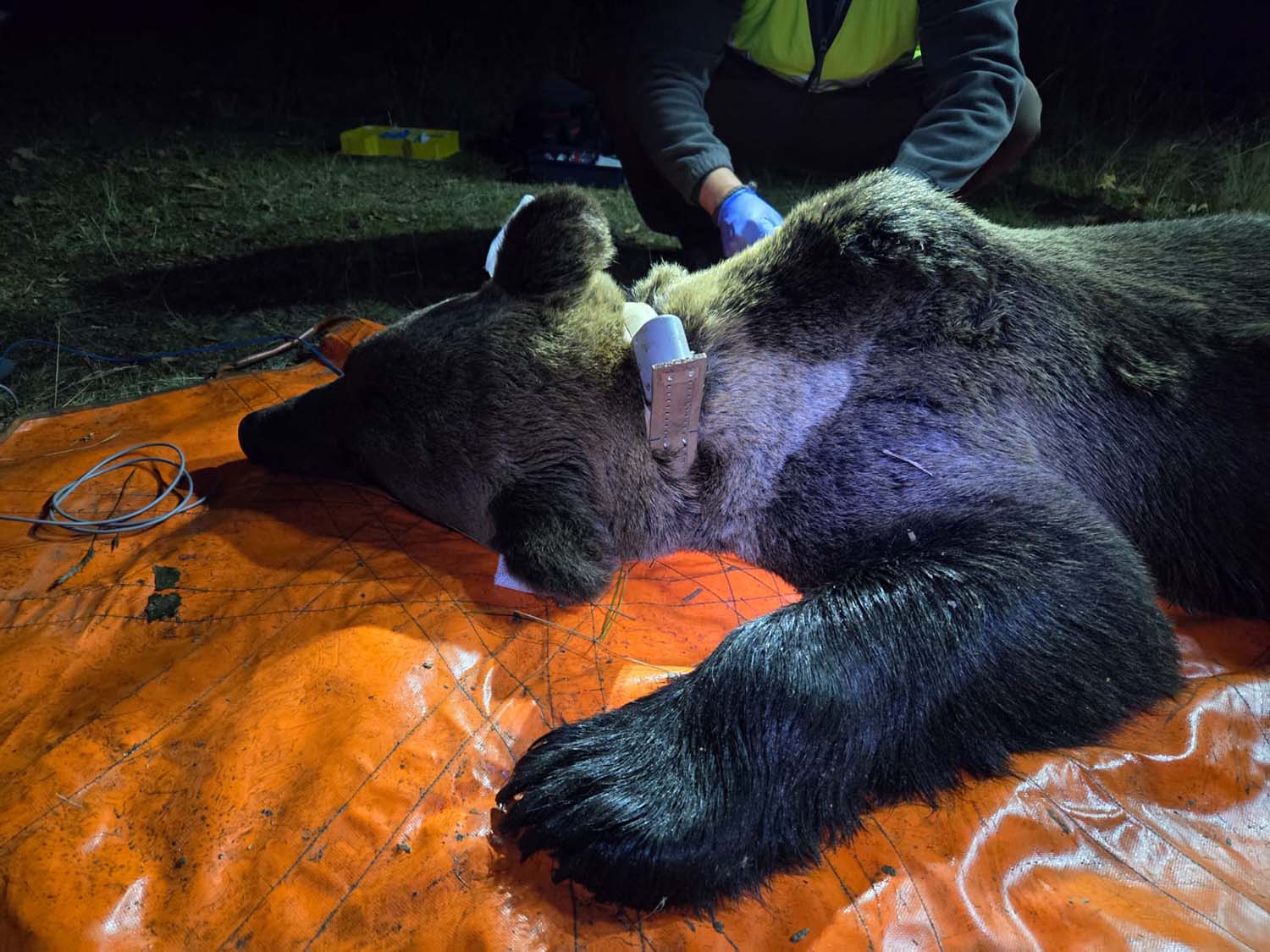 Monitorización de los osos