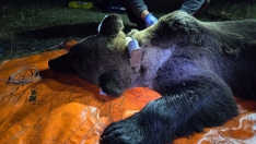 Monitorización de los osos en Caboalles de Abajo 