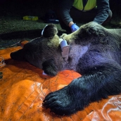 Monitorización de los osos en Caboalles de Abajo 