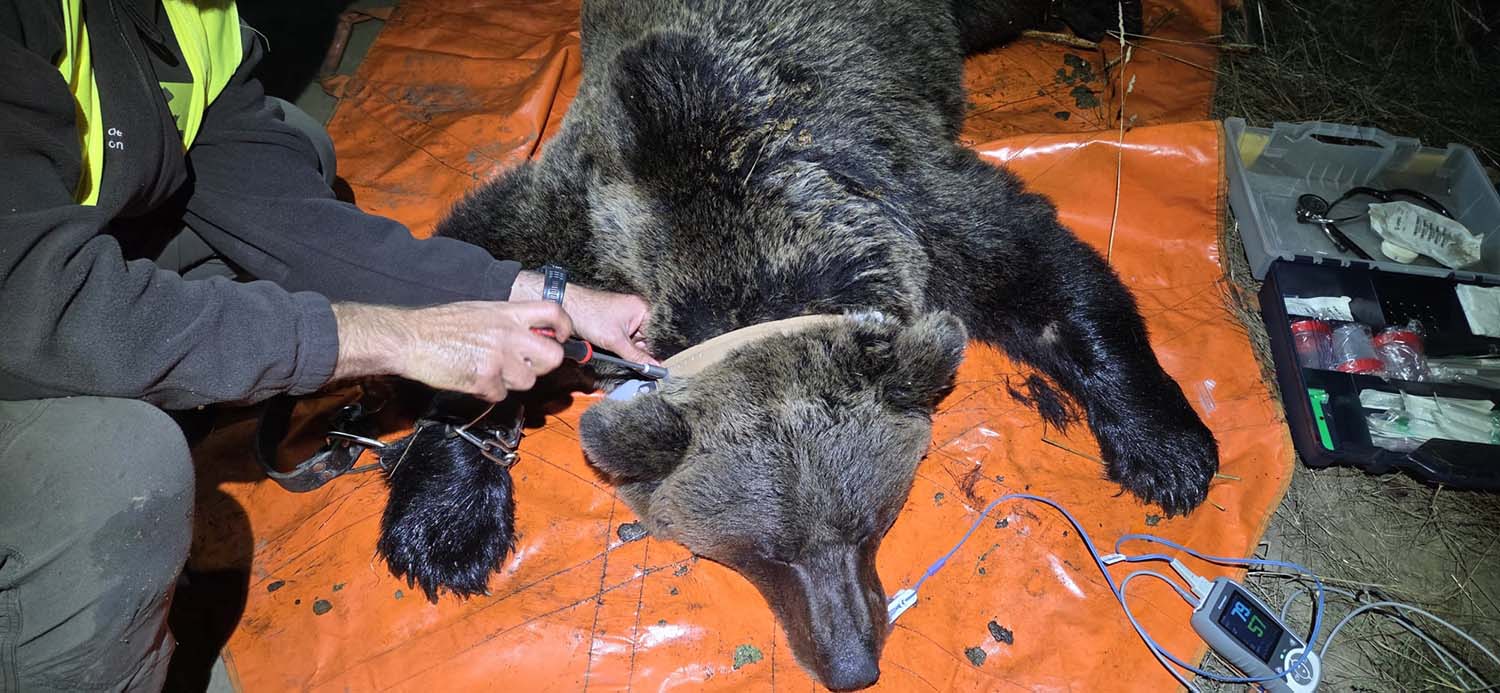 Monitorización de osos en Caboalles de Abajo