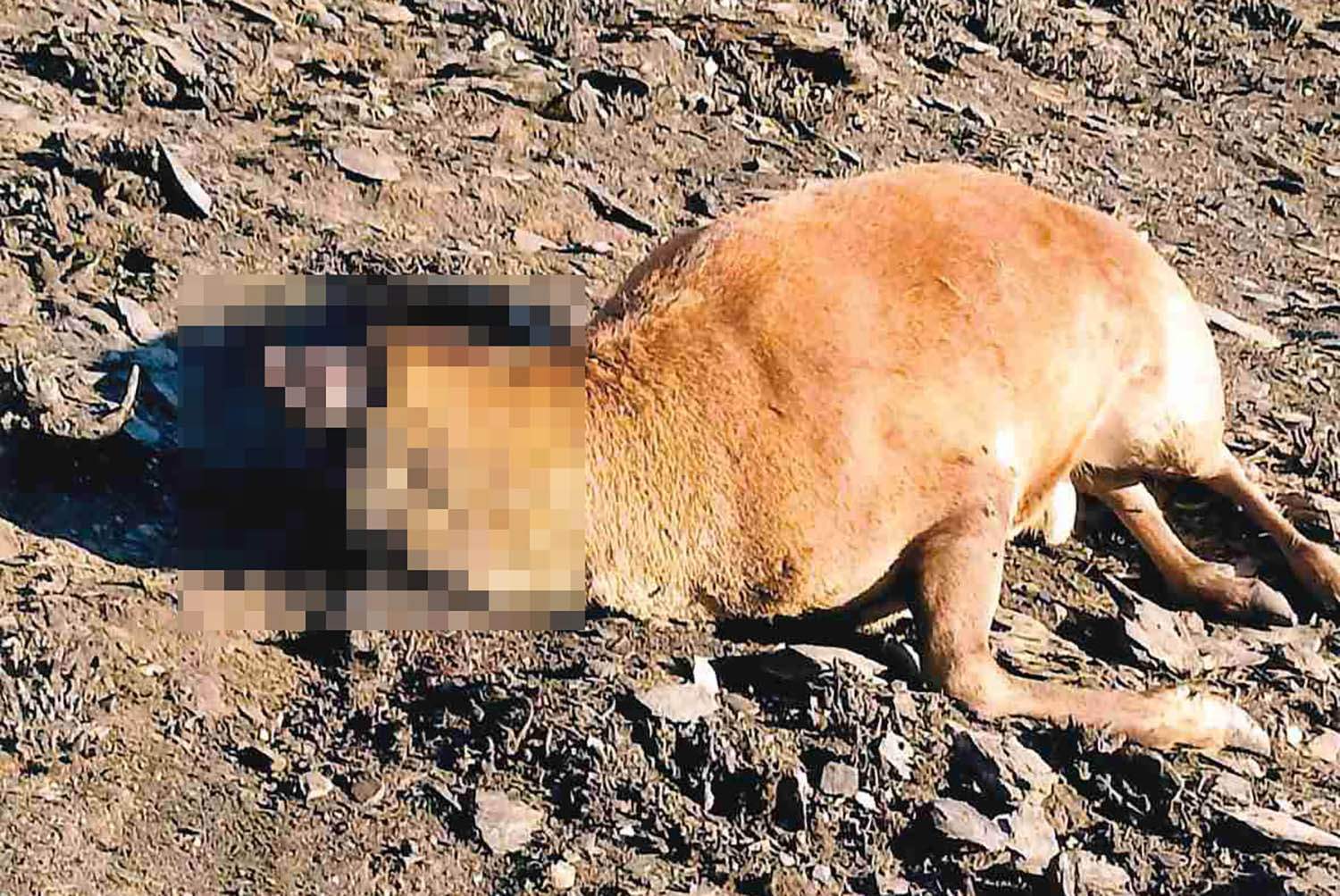 Ciervo muerto 2 copia