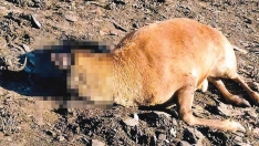 Ciervo encontrado muerto en El Morredero