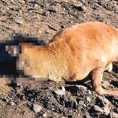 Ciervo encontrado muerto en El Morredero