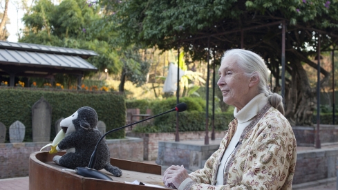 Jane Goodall. Foto iStock | Crédito ShikharBhattarai