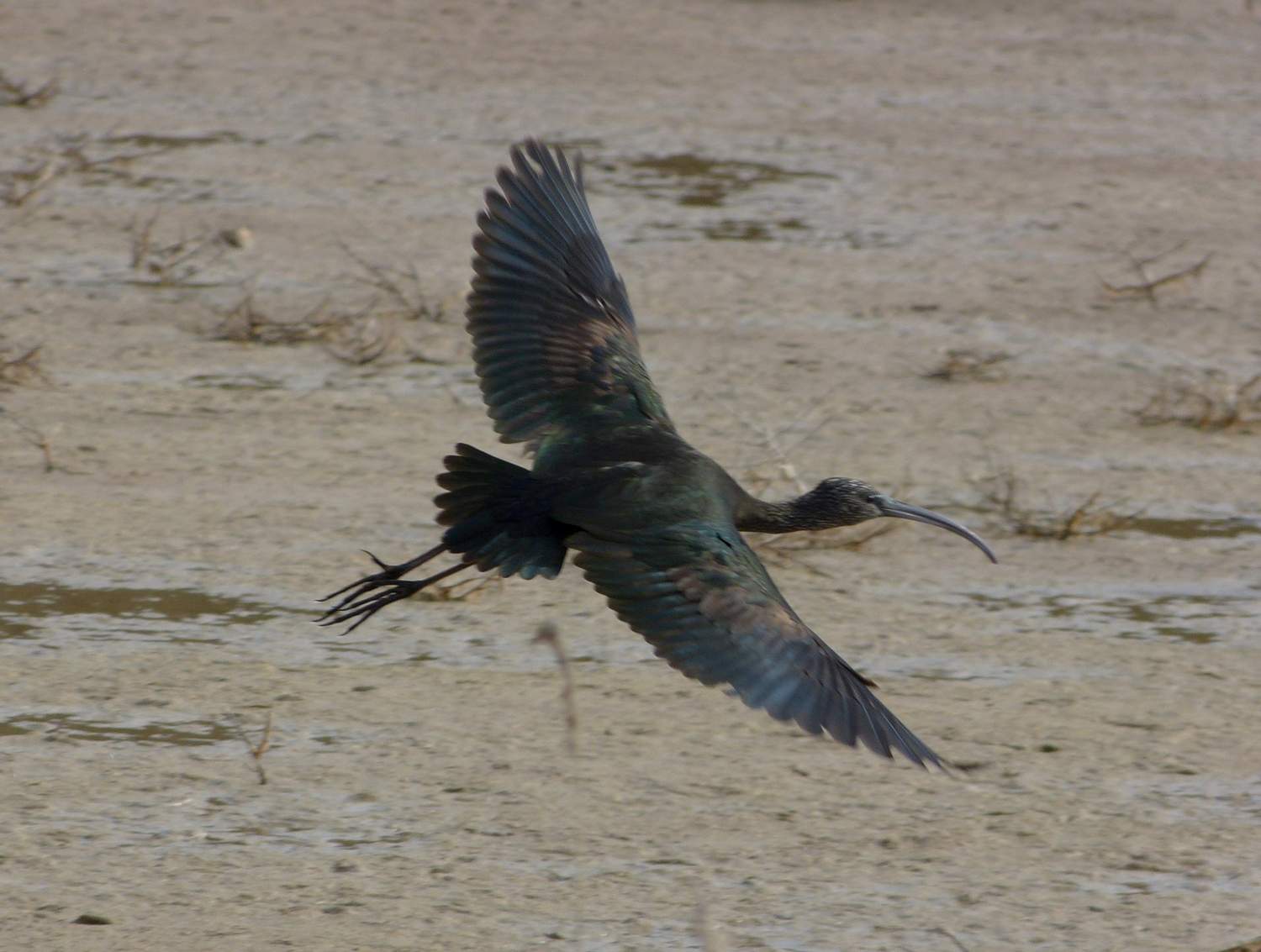 Ejemplar de morito, un ave que habita en las lagunas de Castilla y León | Foto: Juan Luis Hernández, Seo Birdlife