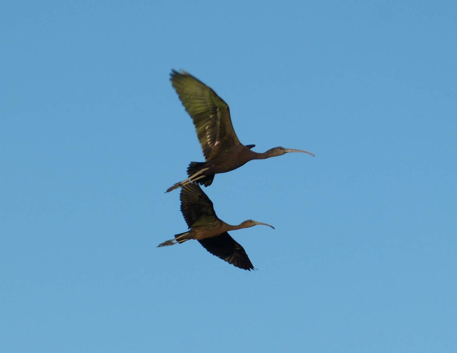 Ejemplar de morito, un ave que habita en las lagunas de Castilla y León | Foto: Juan Luis Hernández, Seo Birdlife