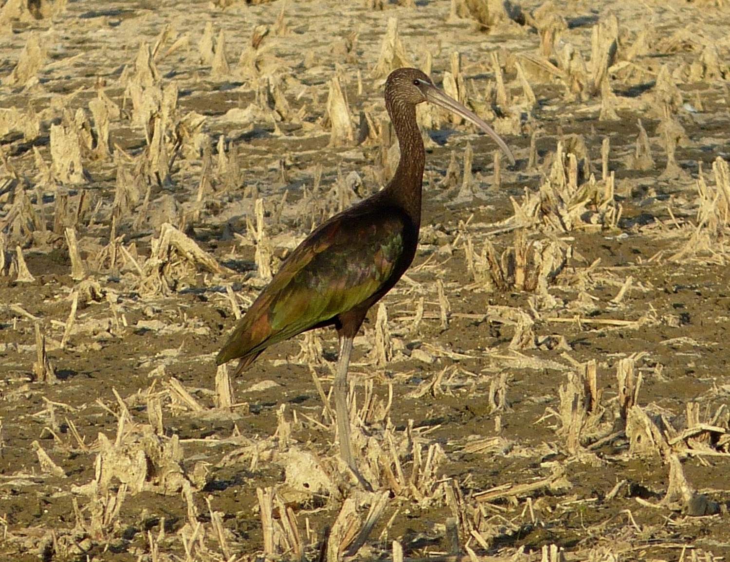 Ejemplar de morito, un ave que habita en las lagunas de Castilla y León | Foto: Juan Luis Hernández, Seo Birdlife