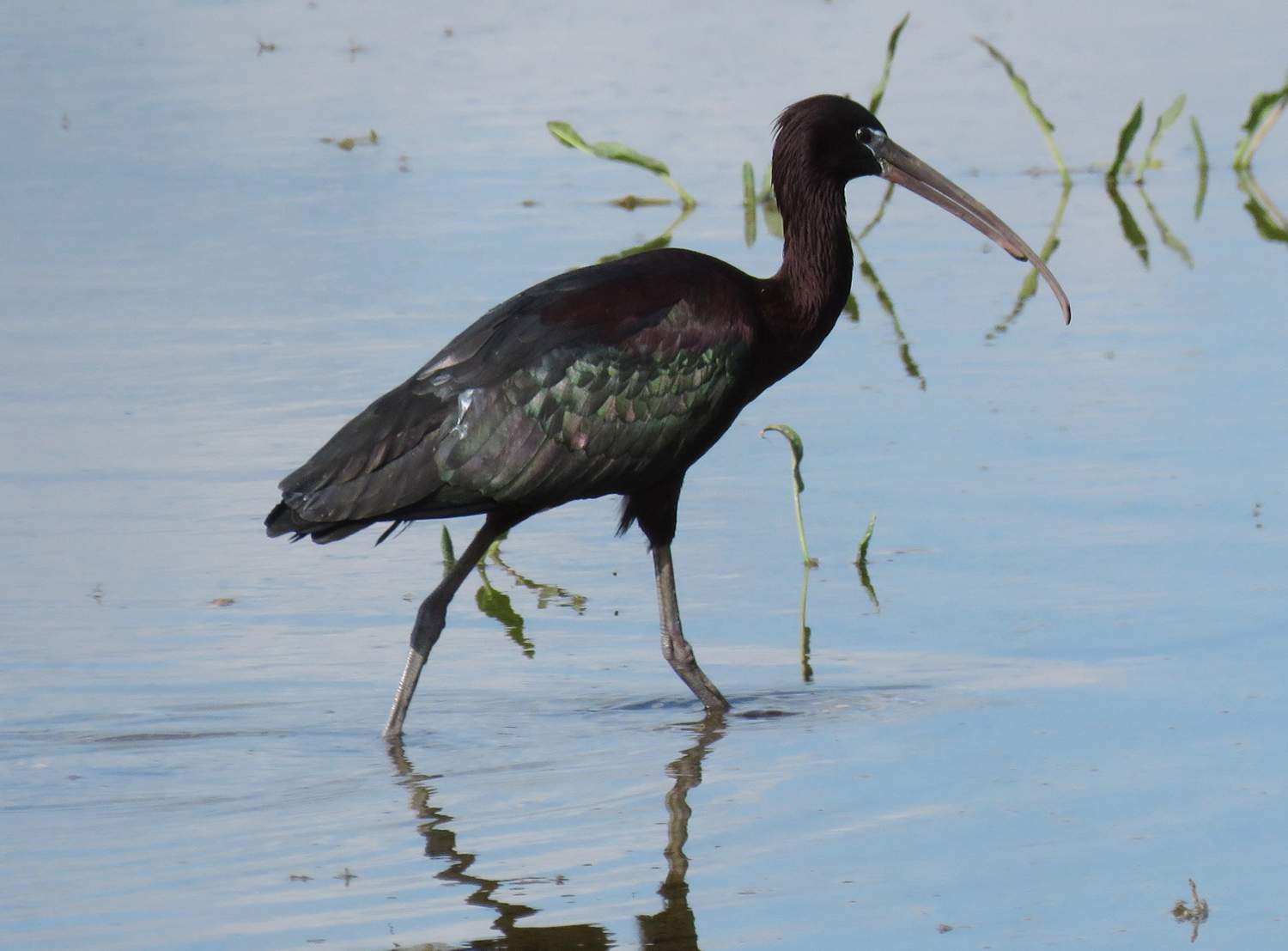 Ejemplar de morito, un ave que habita en las lagunas de Castilla y León | Foto: Juan Luis Hernández, Seo Birdlife