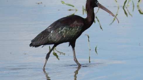 Ejemplar de morito, un ave que habita en las lagunas de Castilla y León | Foto: Juan Luis Hernández, Seo Birdlife