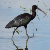 Ejemplar de morito, un ave que habita en las lagunas de Castilla y León | Foto: Juan Luis Hernández, Seo Birdlife