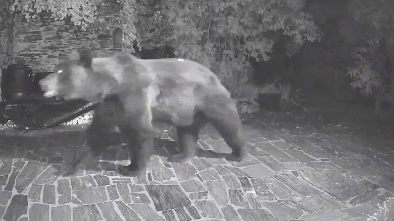 Un oso curioso irrumpe en una finca de Páramo del Sil en busca de comida (3)