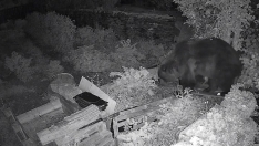 Un oso curioso irrumpe en una finca de Páramo del Sil en busca de comida (5) Un oso curioso irrumpe en una finca de Páramo del Sil en busca de comida (5)