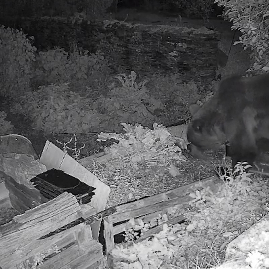 Un oso curioso irrumpe en una finca de Páramo del Sil en busca de comida (5)