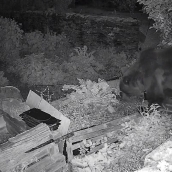 Un oso curioso irrumpe en una finca de Páramo del Sil en busca de comida (5)