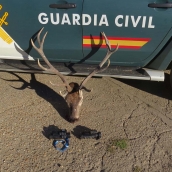 Cuatro cazadores identificados en Truchas y Valduerna por portar piezas de ciervo irregulares y dispositivos ilegales