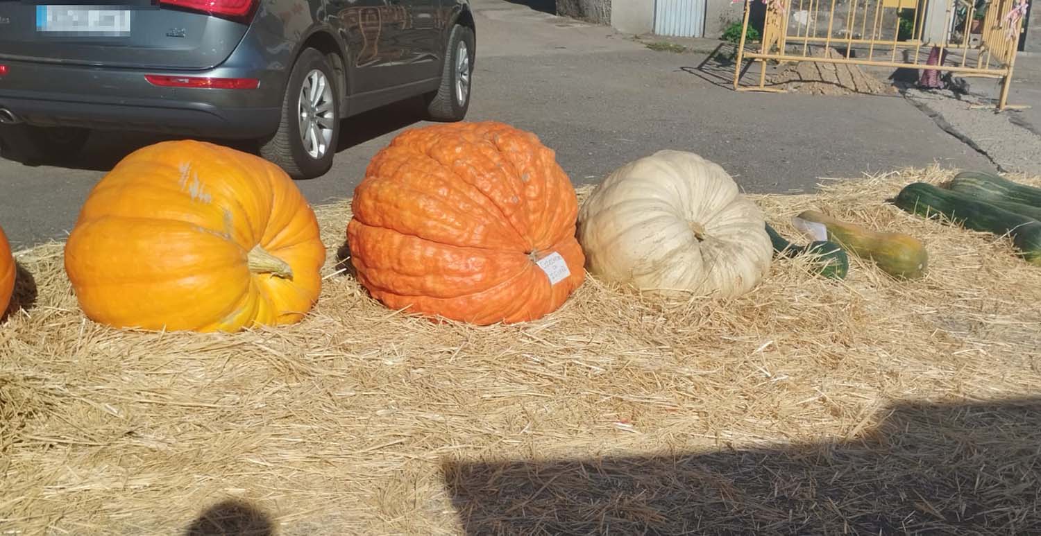 Igüeña celebra la Feria de la Calabaza 