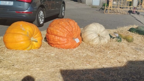 Igüeña celebra la Feria de la Calabaza 