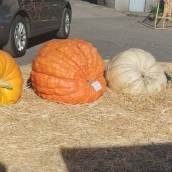 Igüeña celebra la Feria de la Calabaza 