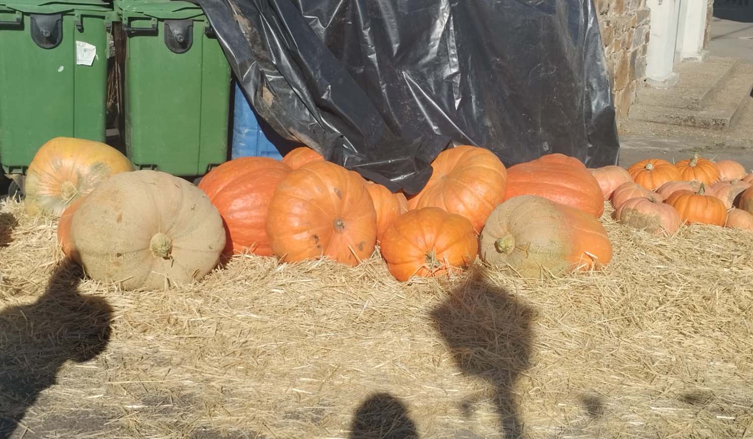 Igüeña celebra la Feria de la Calabaza.