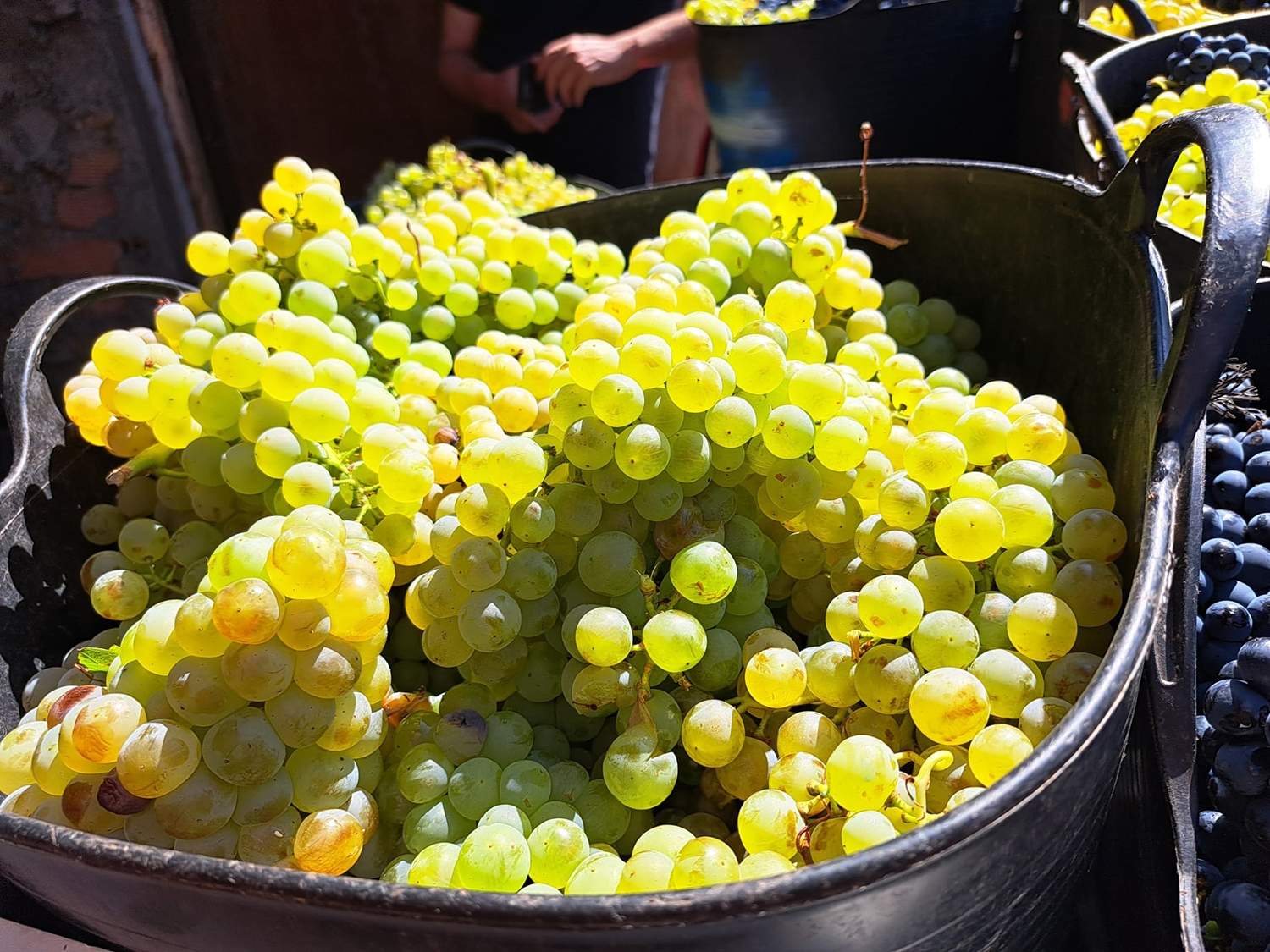 Vendimia de la DO Bierzo 2025