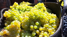 Vendimia de la DO Bierzo 2025